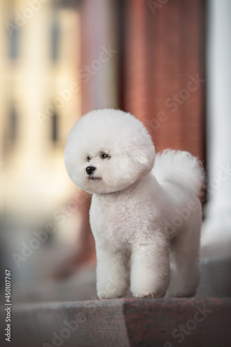 A funny white Bichon Frize with a beautiful haircut and fluffy tail standing on a stone step and looking to the side against the background of a snowless sunset cityscape