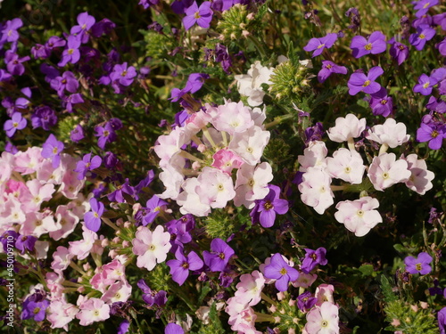 Plantes multicolores 