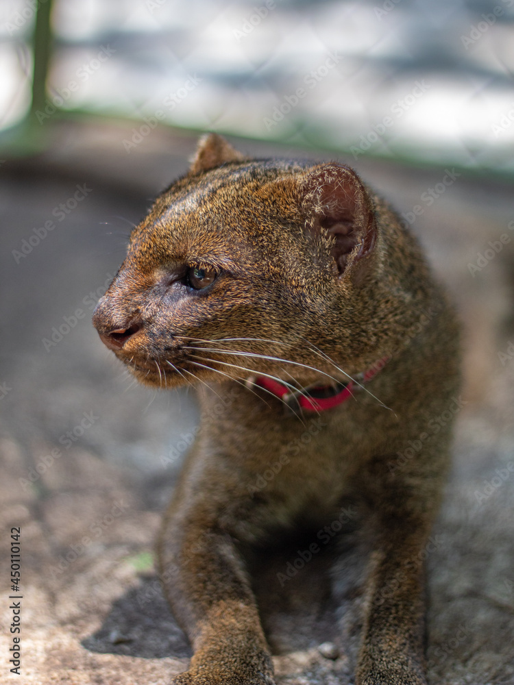 Onza o jaguarundi (herpailurus yagouaroundi) en cautiverio Stock Photo |  Adobe Stock