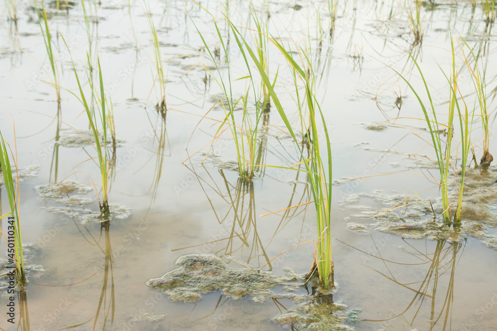 jasmine rice seedlings