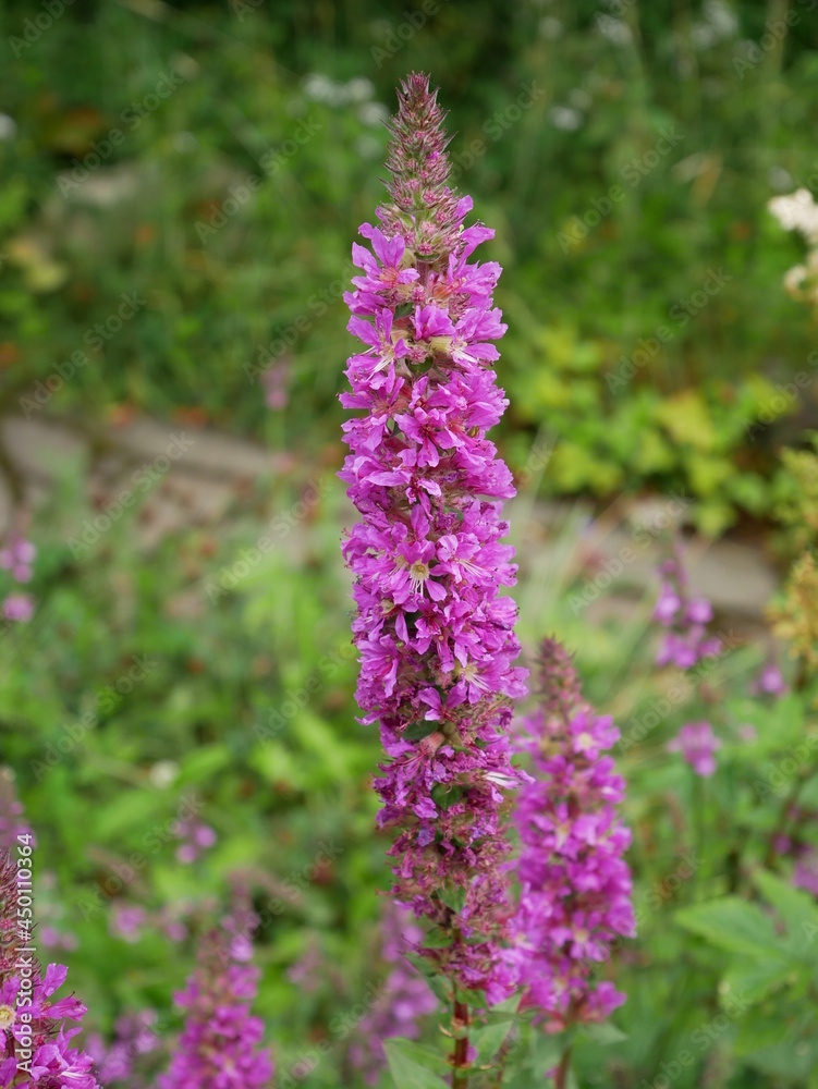 Obraz premium Plante mauve dans jardin botanique 