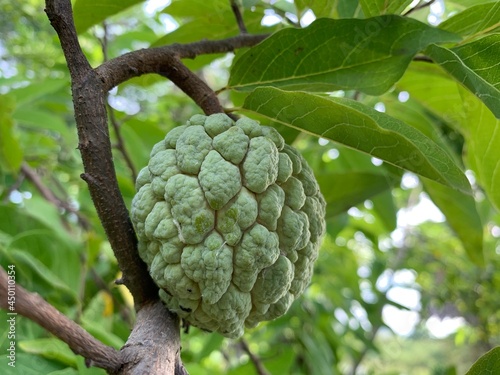 A large green annona was hanging from the tree. custard apple, sugar apple,sweetsop with leaf green background, Annona squamosa 