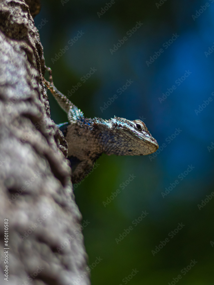 Obraz premium lagartija espinoso azul (Sceloporus torquatus)