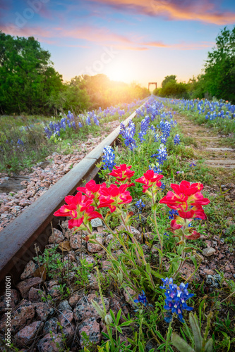 Flowers on railway track at sunset