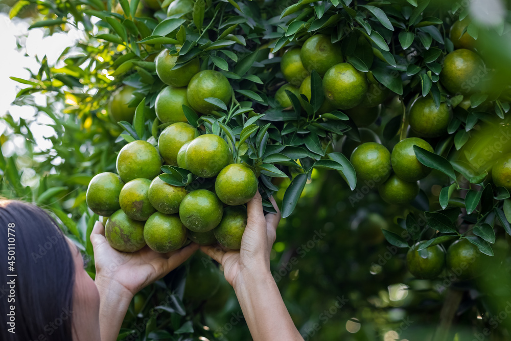 A girl who owns a tangerine garden in a plaid shirt checks the tangerines in her garden. A girl who owns a tangerine garden in a plaid shirt checks the tangerines in her garden.