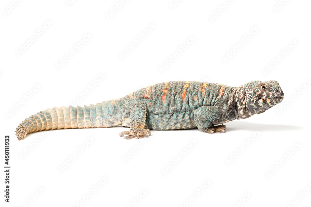 Fototapeta premium Uromastyx ornata ornata male isolated on a white background