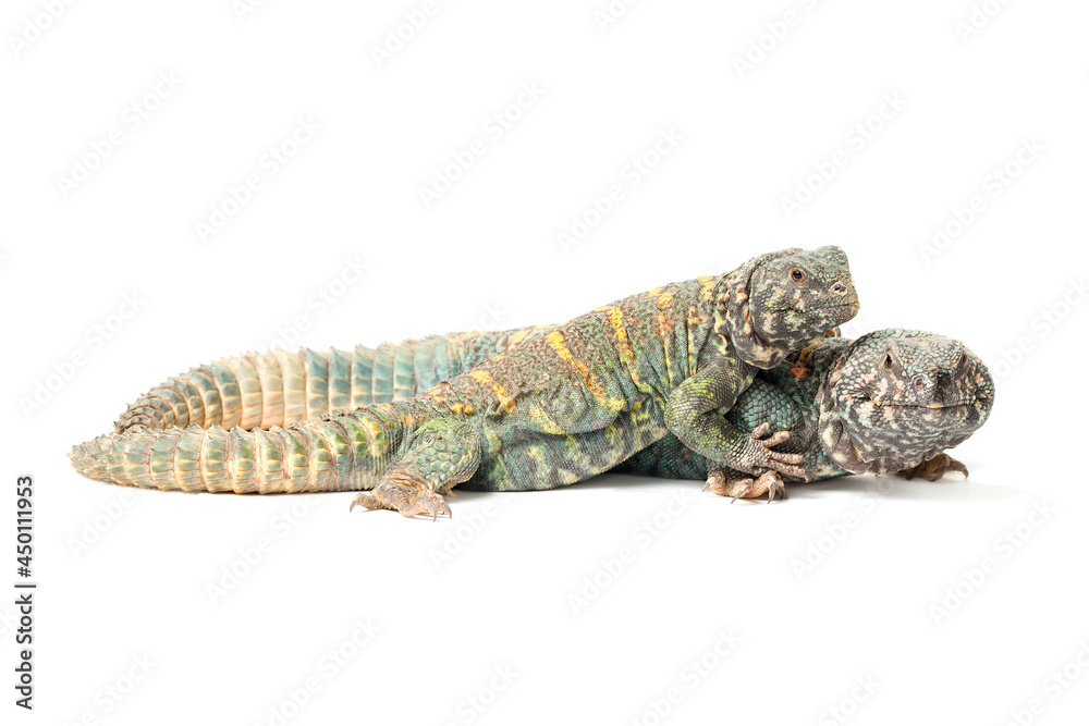 Fototapeta premium Uromastyx ornata ornata male and female isolated on a white background
