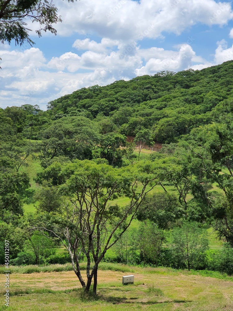 Obraz premium landscape with trees