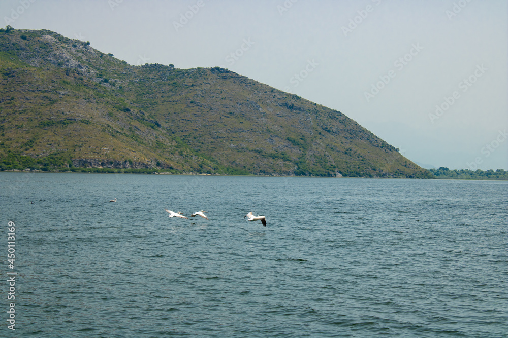 Obraz premium Flock of beautiful birds flies over the lake. Curly pelican on a background of water and mountains. Pelecanus crispus.