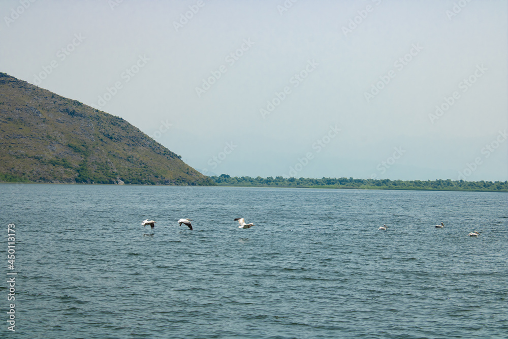 Flock of beautiful birds flies over the lake. Curly pelican on a background of water and mountains. Pelecanus crispus.
