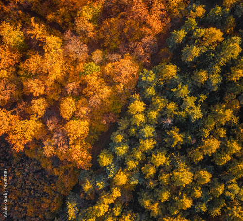 Aerial autumnal scene in the forest