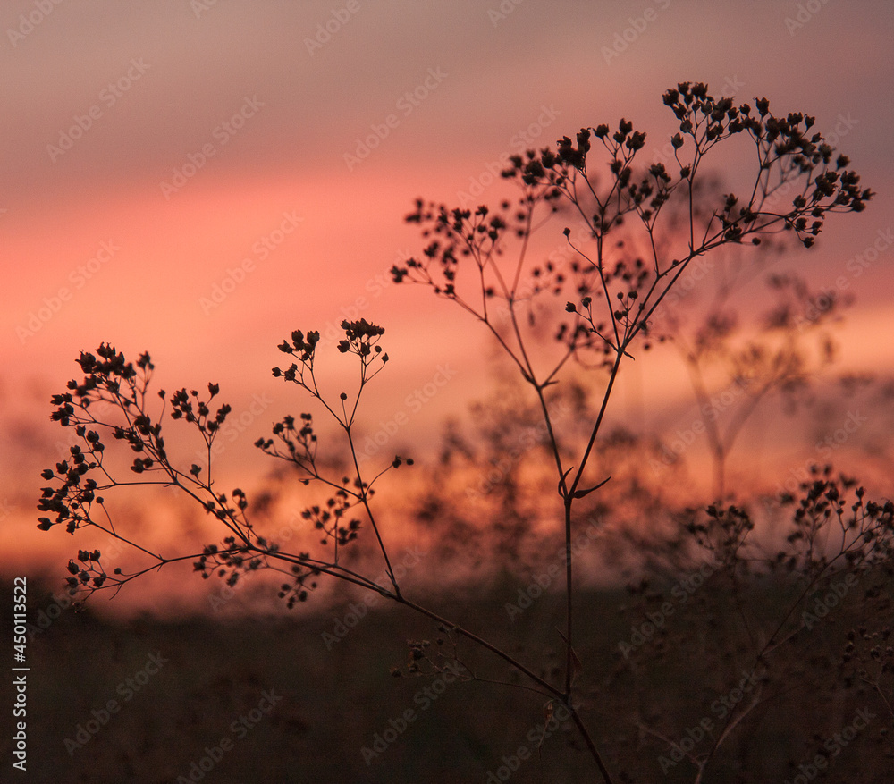 Obraz premium sunset in the forest