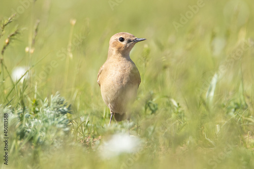 Isabelline wheatear is standing in the grass. Beautiful morning light. Full-length portrait of a bird.
