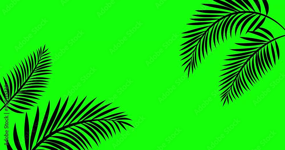 4K Stock video animated footage, green screen background, tropical tree branch, leaves moving in wind. 2d Seamless loop animation, Isolated Palm leafs, realistic plant, swaying leaf shadow silhouette 