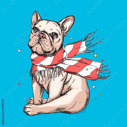 Cute french bulldog in a striped scarf. Vector illustration in hand-drawn style. Image for printing on any surface	
