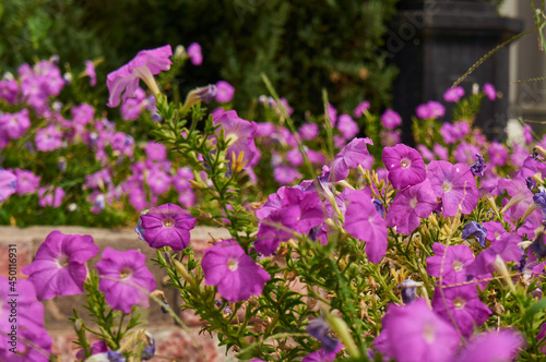 Purple petunias in the garden