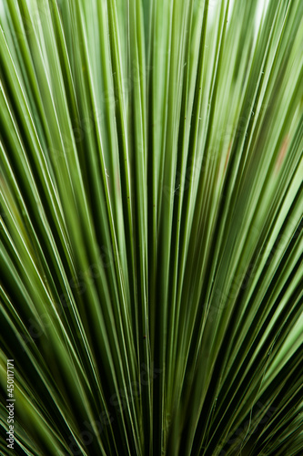 Closeup of the palm leaf © BGStock72