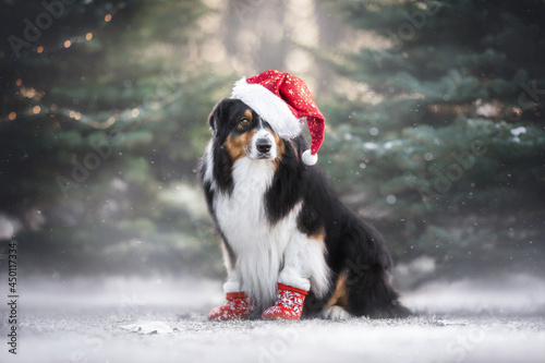 A cute tricolor australian shepherd dog in a santa claus hat and red holiday mittens sitting on a snowy ground against a background of burning lights and big fluffy trees