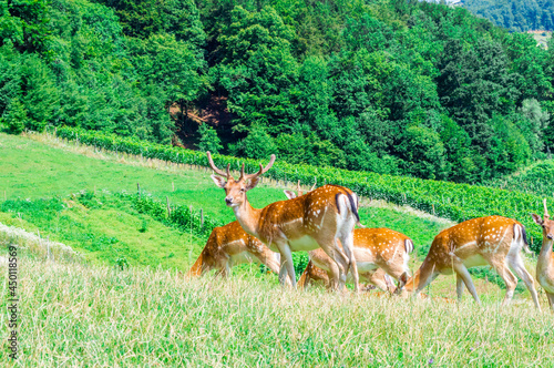 Herd of deer in field. Deer farm in Olimje, Slovenia.