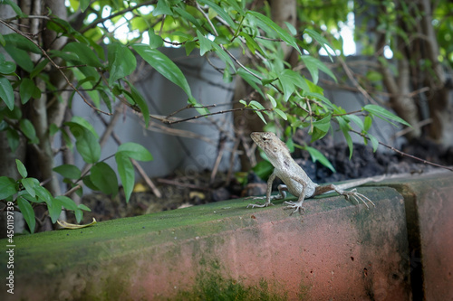 frog in the pond