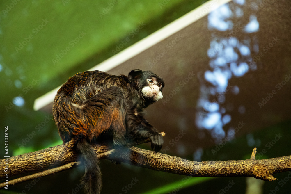 Fototapeta premium monkey sitting on a bench
