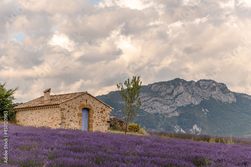 Fototapeta Naklejka Na Ścianę i Meble -  Lavender fields in bloom in Provence.
