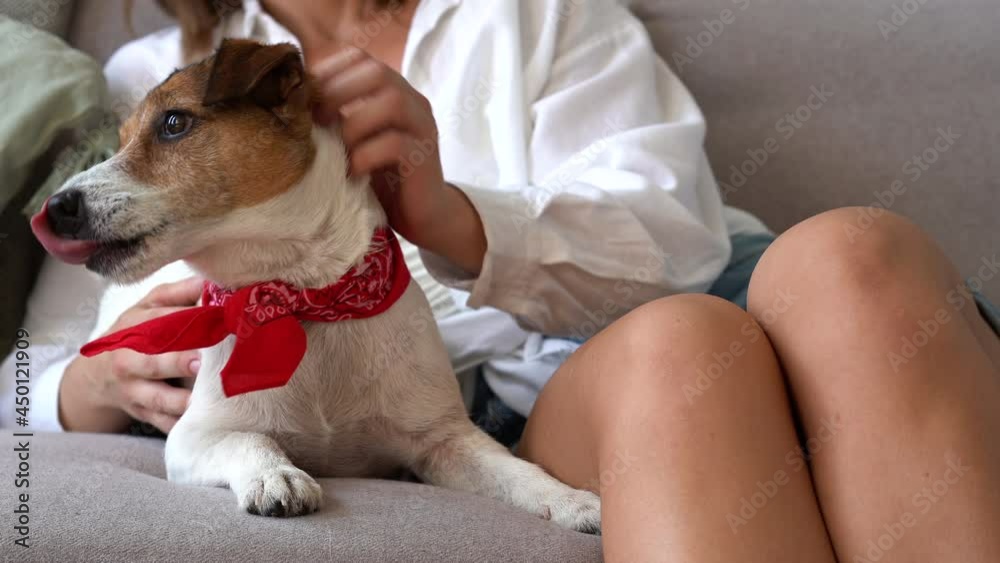 Young woman caressing her pet dog in beautiful modern apartment. Animal is enjoying its owner's love and care Young woman caressing her pet dog in beautiful modern apartment. Animal is enjoying its owner's love and care