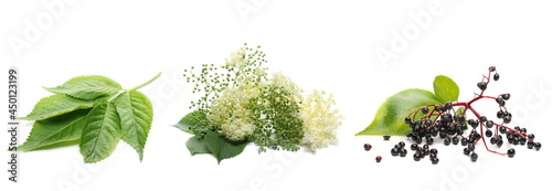 Set elder flower plant with elderberries and leaves isolated on white background