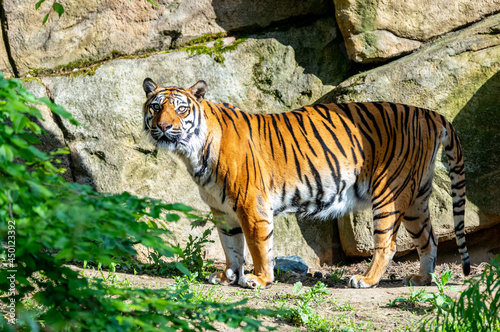 tiger in the zoo