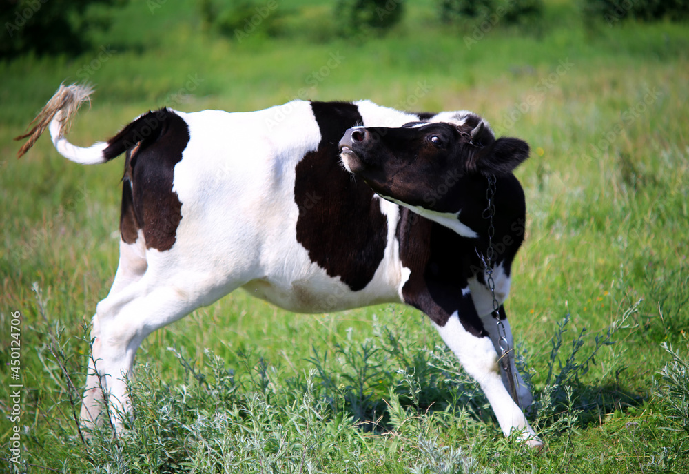 black and white calf grazing in the meadow black and white calf grazing in the meadow