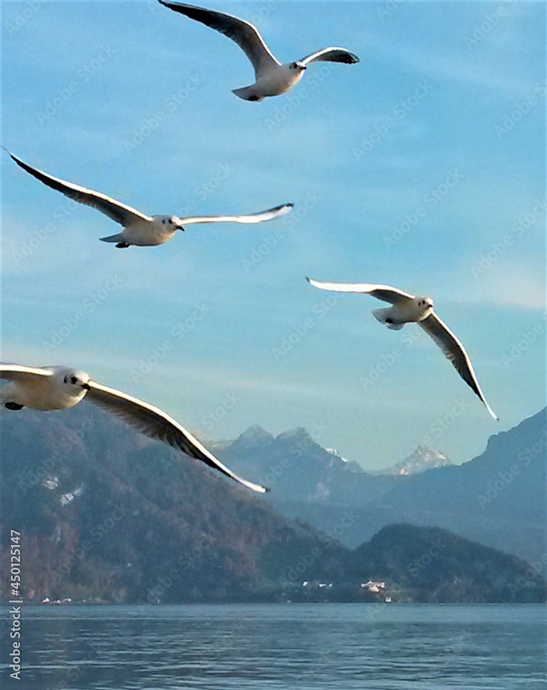 Gulls flying over mountain lakes