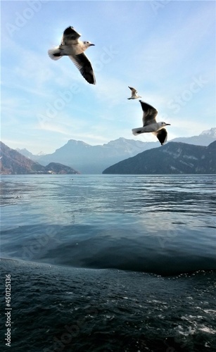 Gulls flying over mountain lakes