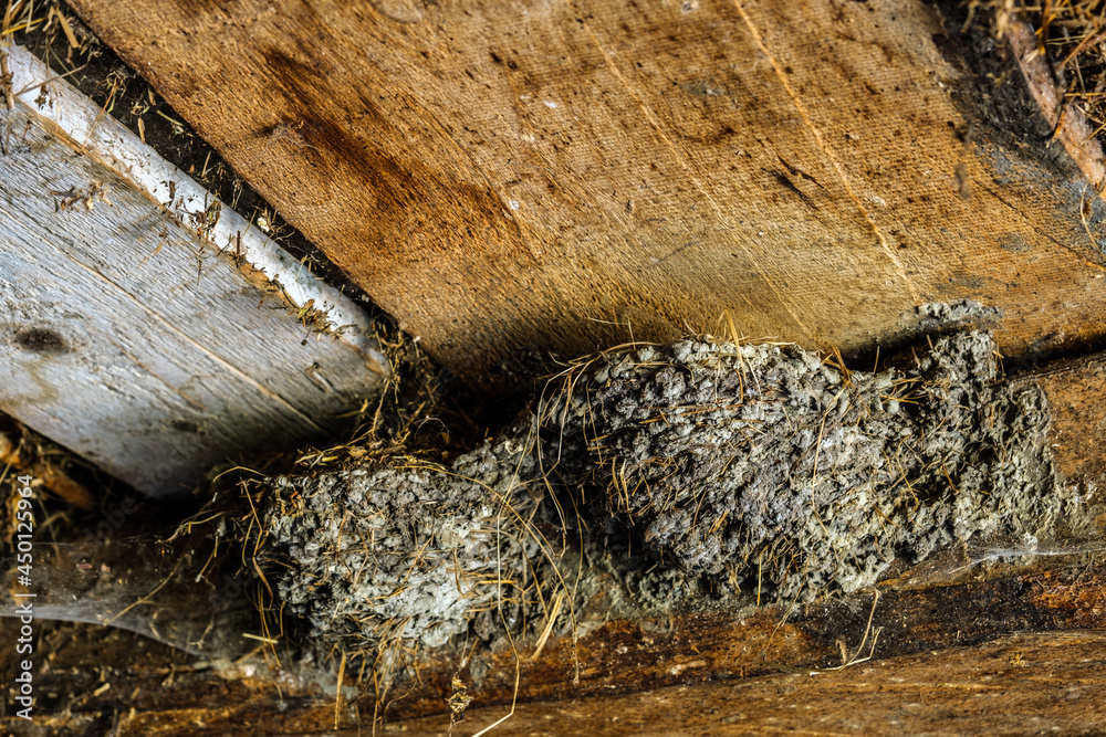 Fototapeta premium nest of birds in the stable
