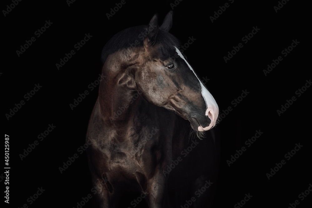 Portrait black horse black background