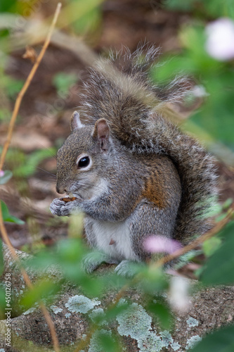 eastern gray squirrel eating seed