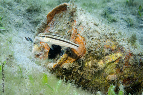 juvenile dwarf sand perch