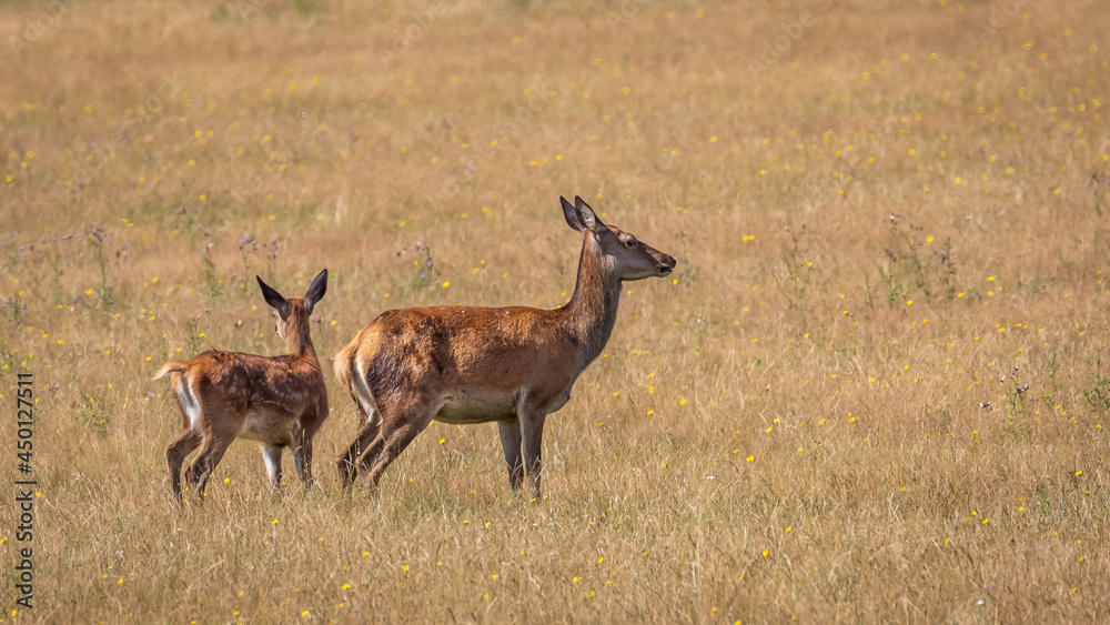 deer in the grass