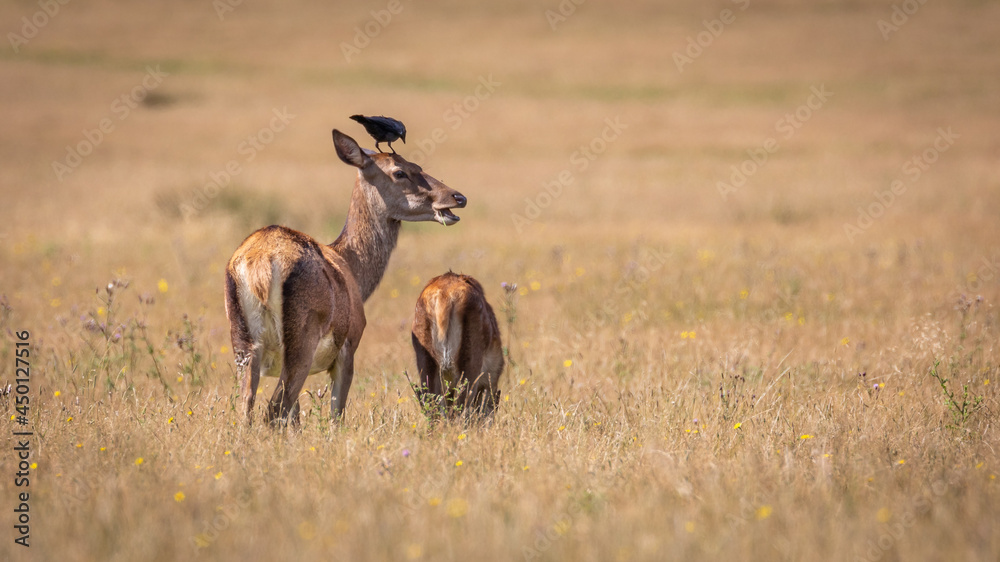 Fototapeta premium deer in the field