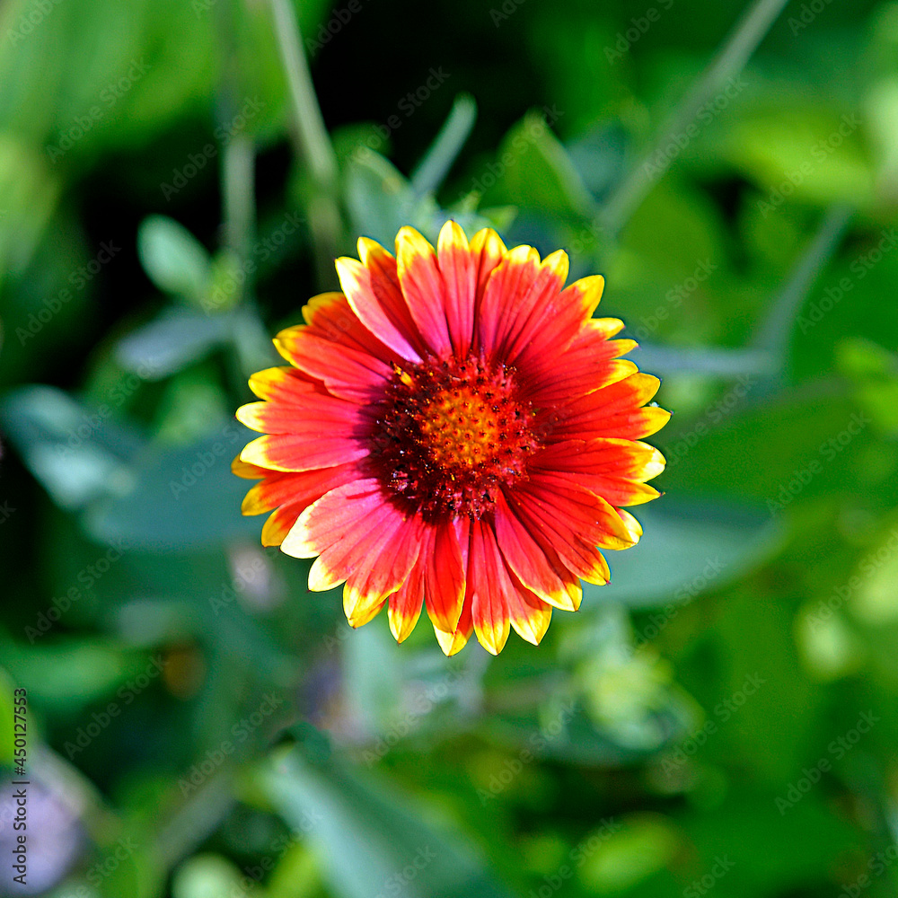 Ornamental plant with beautiful yellow and red inflorescences called Gailardia Oścista, grown in the park in the city of Ostrołęka in the Masovian Voivodeship in Poland. Ornamental plant with beautiful yellow and red inflorescences called Gailardia Oścista, grown in the park in the city of Ostrołęka in the Masovian Voivodeship in Poland.