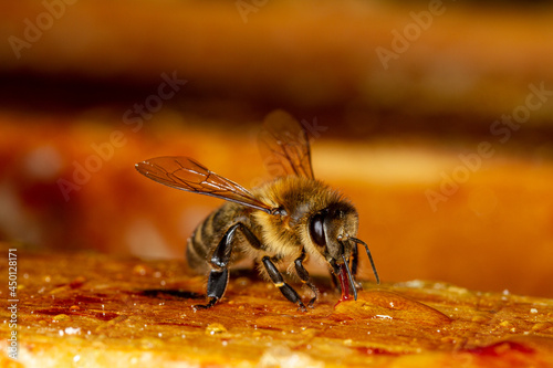 Honey bee in a hive on a frame with honeycomb and honey.