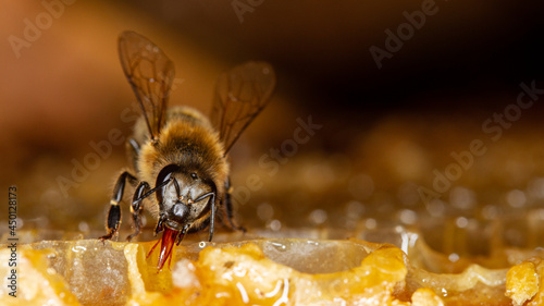 Honey bee in a hive on a frame with honeycomb and honey.