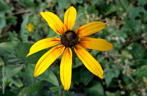 An ornamental plant with beautiful yellow flowers and the name Rudbeckia hairy, grown in a park in the city of Ostrołęka in the Masovian Voivodeship in Poland.