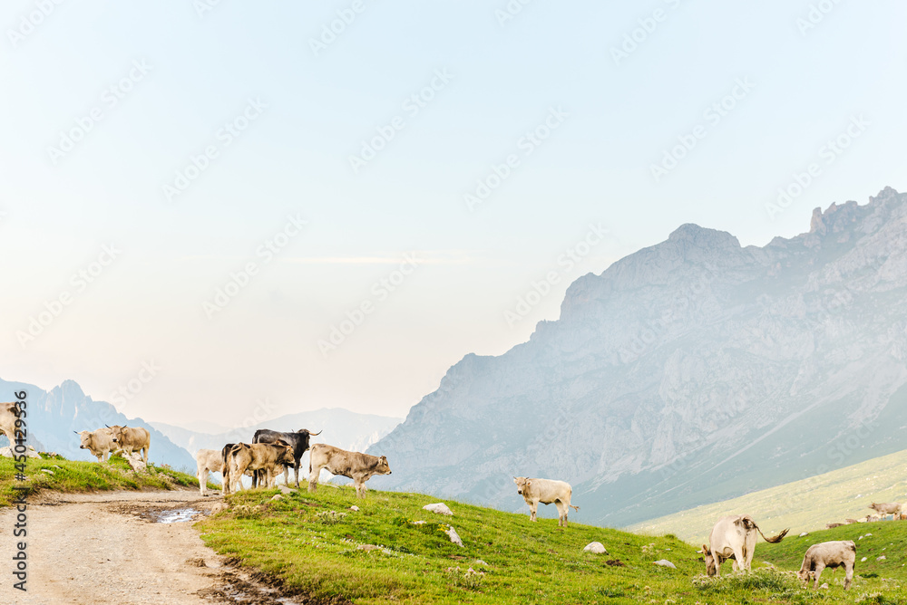 herd of cows grazing free on the mountain