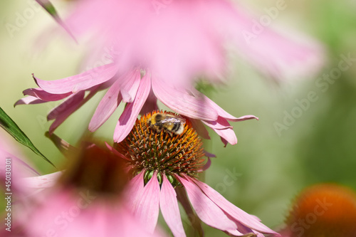 bee on flower