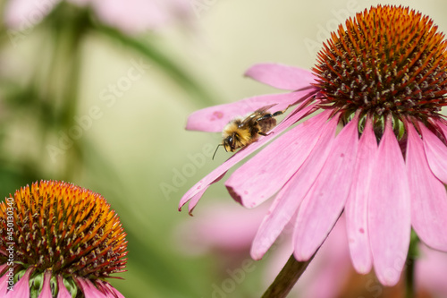 bee on flower