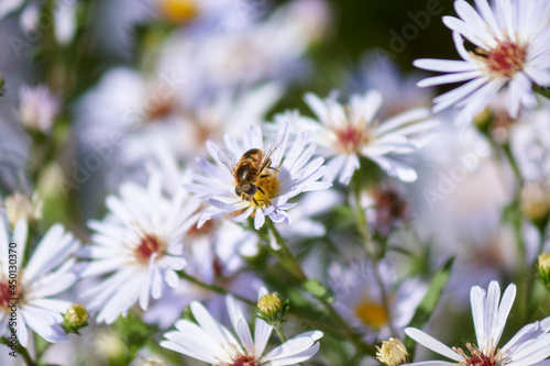 bee on flower