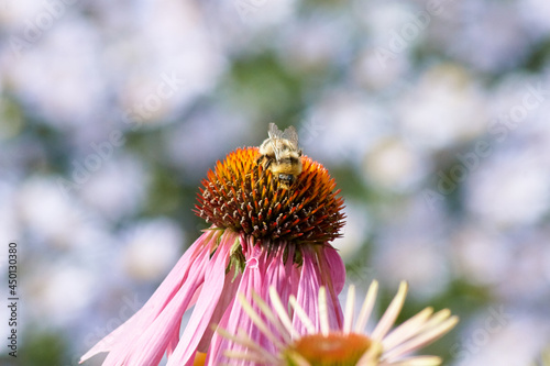 bee on flower