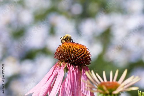 bee on flower