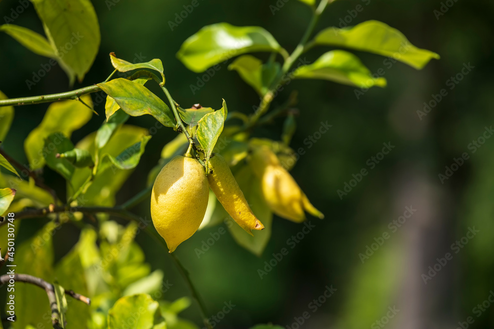 Obraz premium A single yellow ripe lemon hangs from a branch of a tree against a blurred background 