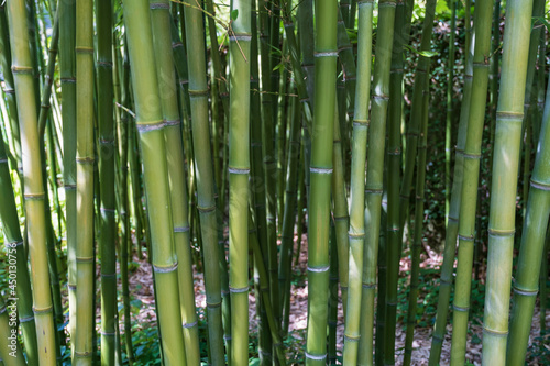 Close up of a detail of a small planting of several bamboo poles 